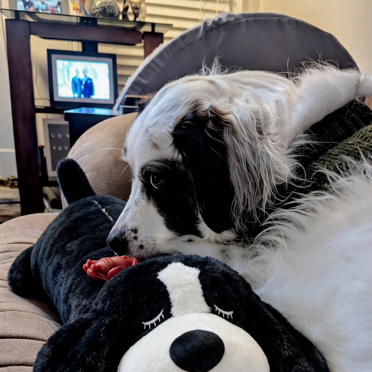 Stop The Silent Cortisol Drain With PawPulse — The Heartbeat Companion