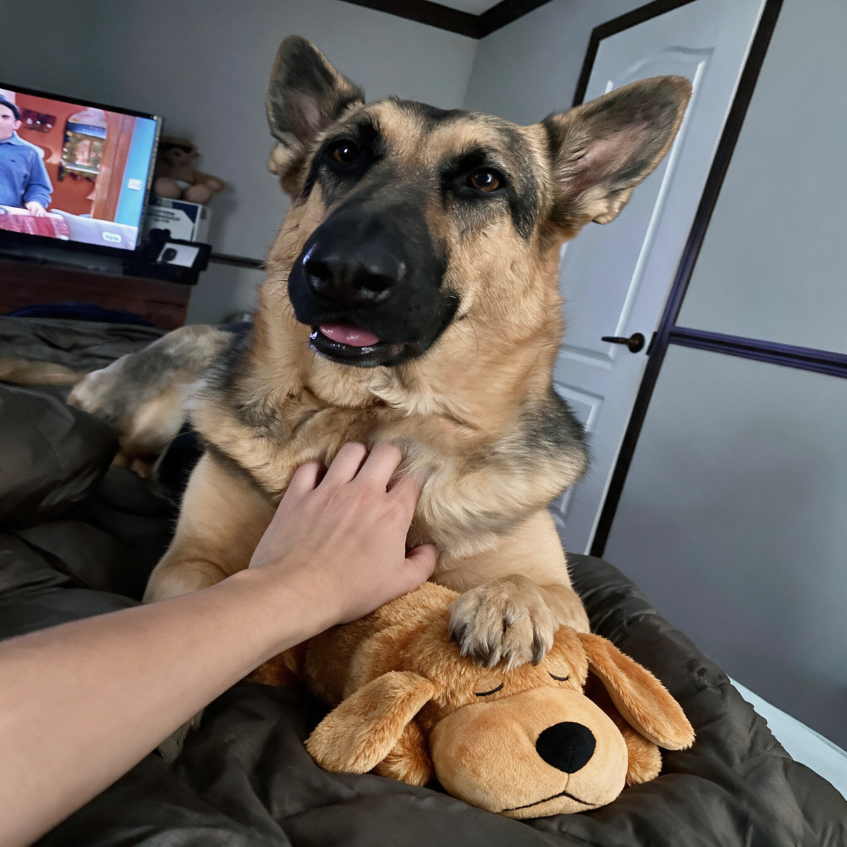 Stop The Silent Cortisol Drain With PawPulse — The Heartbeat Companion