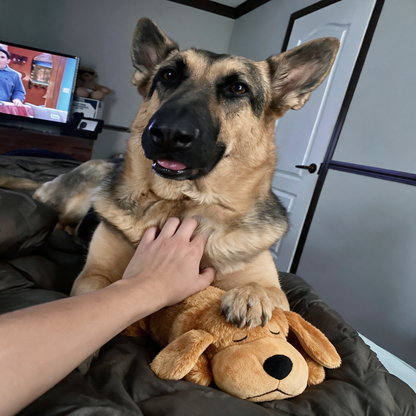 Stop The Silent Cortisol Drain With PawPulse — The Heartbeat Companion