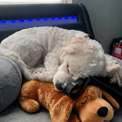 Stop The Silent Cortisol Drain With PawPulse — The Heartbeat Companion